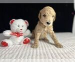 Small Photo #4 Goldendoodle Puppy For Sale in HOPE MILLS, NC, USA