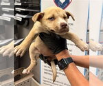 Small Mutt