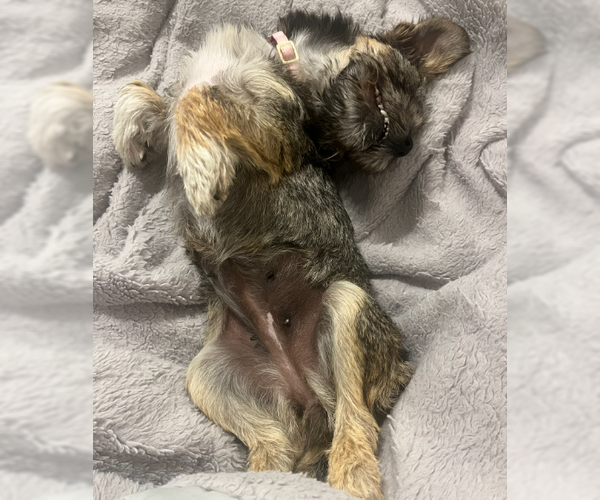 Medium Photo #10 Border Terrier-Unknown Mix Puppy For Sale in San Diego, CA, USA