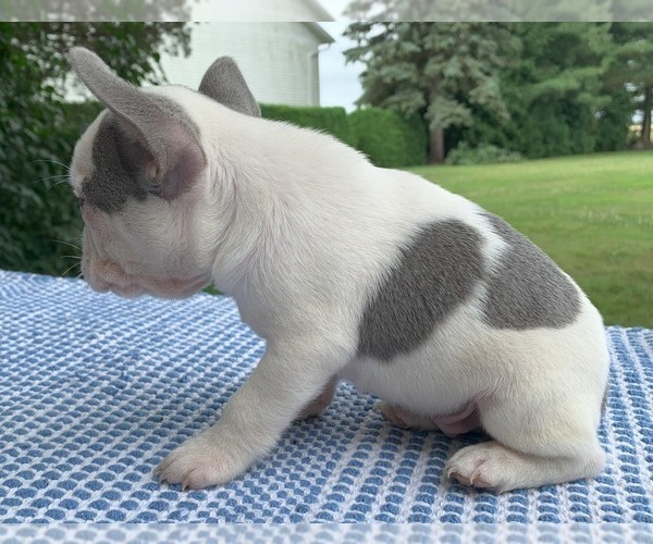 Medium Photo #4 French Bulldog Puppy For Sale in BREMEN, IN, USA