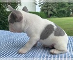 Small #3 French Bulldog