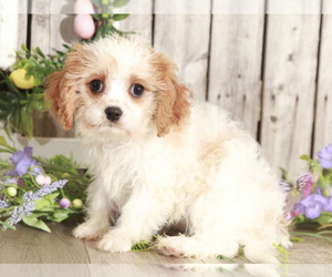 Cavachon Puppy for sale in MOUNT VERNON, OH, USA