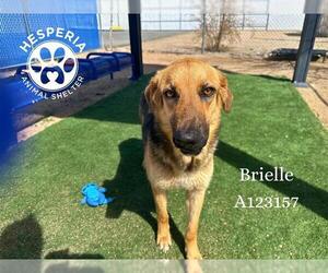 German Shepherd Dog Dogs for adoption in HESPERIA, CA, USA