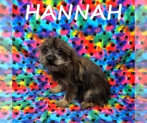 Medium Photo #2 Snorkie Puppy For Sale in HARTLAND, MN, USA