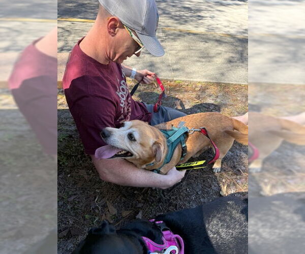 Medium Photo #11 Chiweenie Puppy For Sale in Sanford, FL, USA