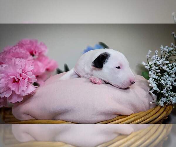 Medium Photo #2 Bull Terrier Puppy For Sale in VANCOUVER, WA, USA