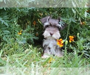 Schnauzer (Miniature) Puppy for sale in KINGSPORT, TN, USA