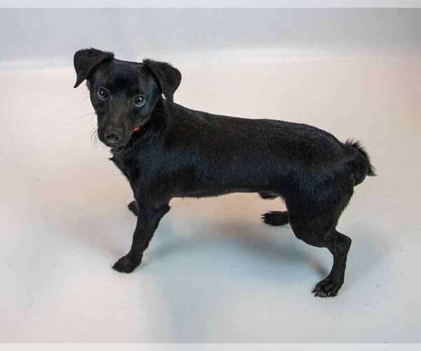 Medium Photo #5 Colonial Cocker Spaniel-Jack Russell Terrier Mix Puppy For Sale in Kennesaw, GA, USA