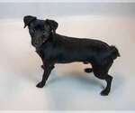 Small #4 Colonial Cocker Spaniel-Jack Russell Terrier Mix