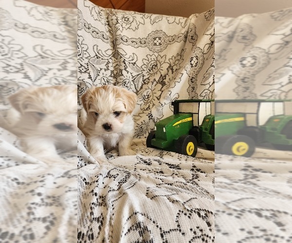 Medium Photo #7 Mal-Shi Puppy For Sale in GREENWOOD, WI, USA