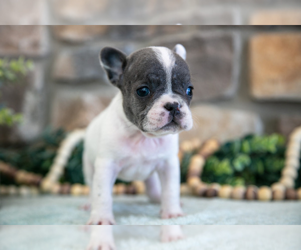 Medium Photo #1 French Bulldog Puppy For Sale in GRABILL, IN, USA