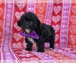 Small Poodle (Toy)-Yorkshire Terrier Mix