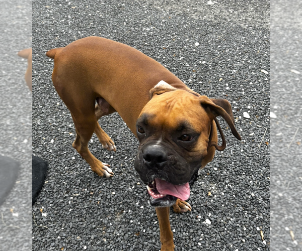 Medium Photo #3 Boxer Puppy For Sale in Austin, TX, USA