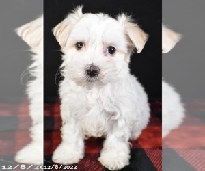 Maltese Puppy for sale in LOWELL, MA, USA