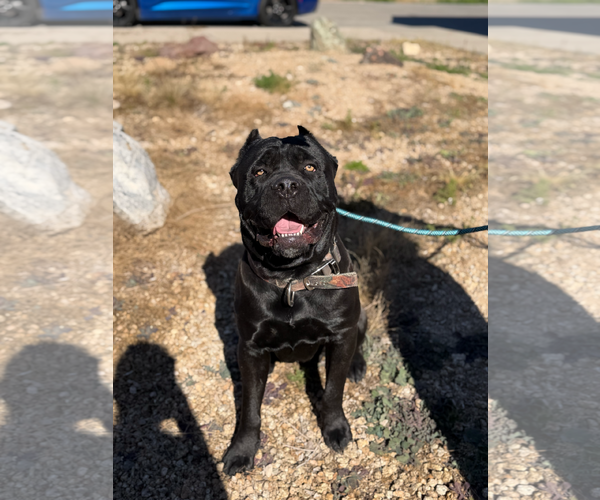 Medium Photo #1 Mutt Puppy For Sale in Goodyear, AZ, USA