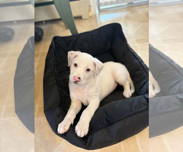 Medium Photo #6 Mutt Puppy For Sale in pomfret, CT, USA