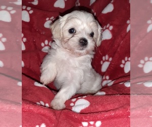 Shih-Poo Puppy for sale in HICKMAN, TN, USA