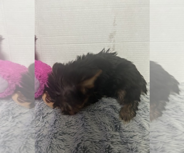 Medium Photo #2 Yorkshire Terrier Puppy For Sale in MARTIN, GA, USA