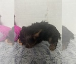 Small #1 Yorkshire Terrier