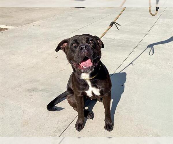 Medium Photo #2 Boxador Puppy For Sale in Orange, CA, USA