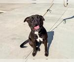 Small #1 Boxador