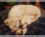 Small Photo #1 American Bulldog-French Bulldog Mix Puppy For Sale in ANNISTON, AL, USA