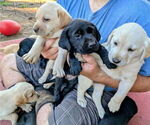 Small #3 Labrador Retriever
