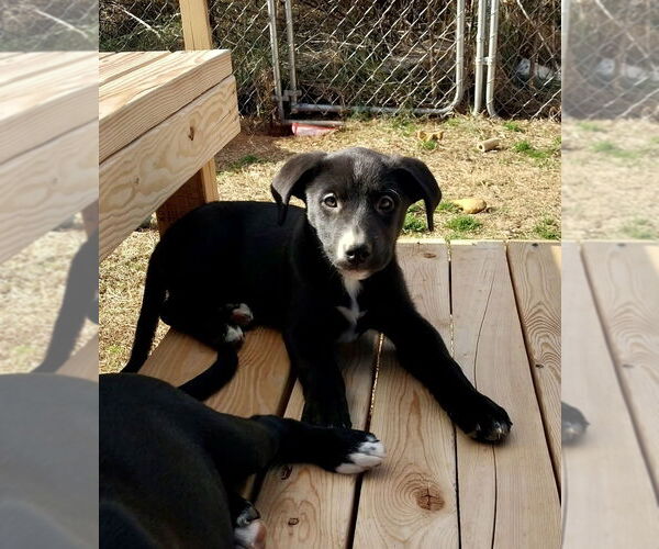Medium Photo #5 Labrador Retriever-Unknown Mix Puppy For Sale in Mooresville, NC, USA