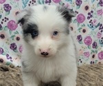 Small Photo #10 Border Collie Puppy For Sale in BLAKESBURG, IA, USA