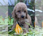 Small Photo #5 Cockapoo Puppy For Sale in CLARE, IL, USA