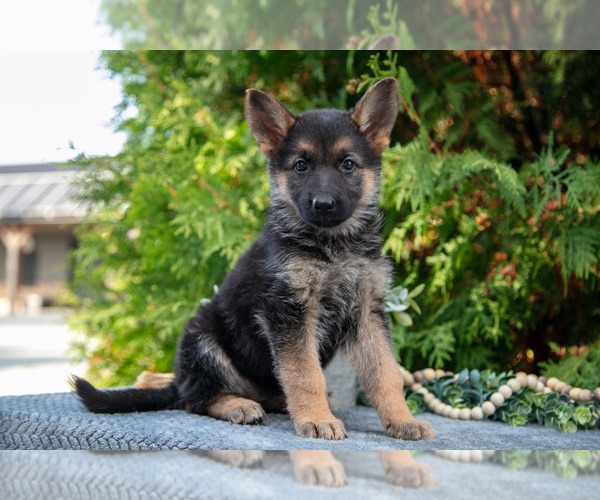 Medium Photo #14 German Shepherd Dog Puppy For Sale in BREMEN, IN, USA