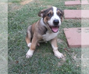 Australian Cattle Dog-Catahoula Leopard Dog Mix Puppy for sale in CARTHAGE, TX, USA