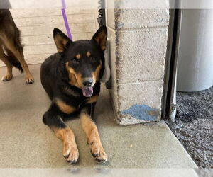 German Shepherd Dog-Unknown Mix Dogs for adoption in San Bernardino, CA, USA