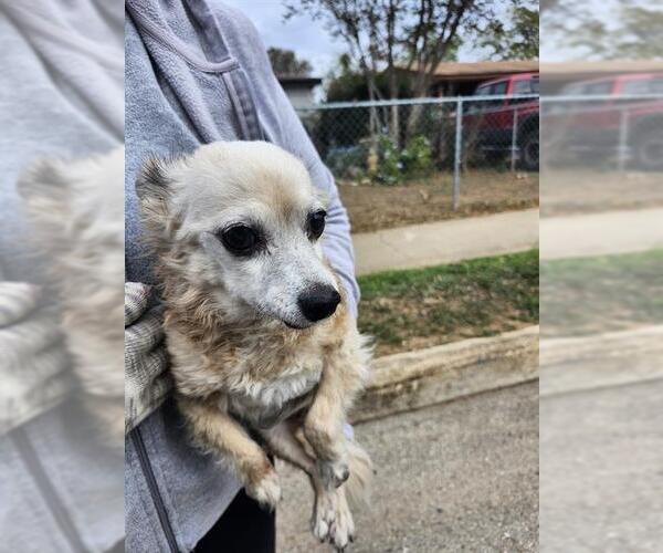 Medium Photo #1 Chihuahua Puppy For Sale in San Antonio, TX, USA