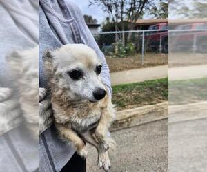 Chihuahua Dogs for adoption in San Antonio, TX, USA