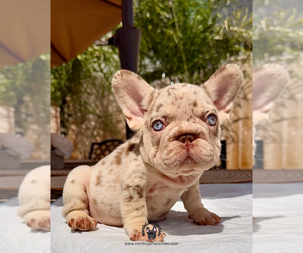 Medium Photo #2 French Bulldog Puppy For Sale in SACRAMENTO, CA, USA