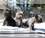 Small Photo #6 French Bulldog Puppy For Sale in VALLEJO, CA, USA