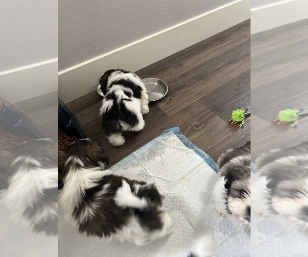 Medium Photo #5 Shih Tzu Puppy For Sale in BAKERSFIELD, CA, USA