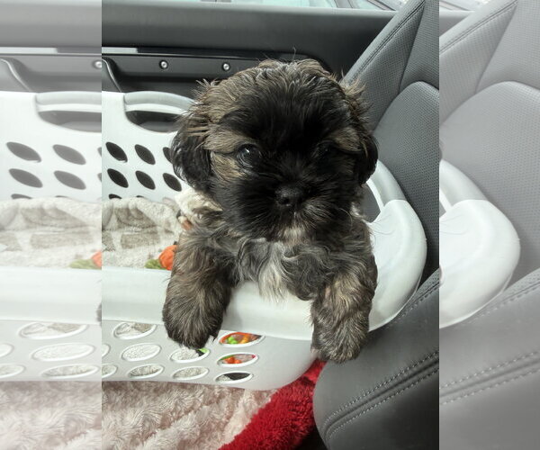 Medium Photo #9 Shih Tzu-Unknown Mix Puppy For Sale in St. Louis Park, MN, USA