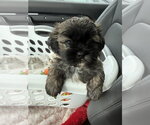 Small #8 Shih Tzu Mix
