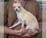 Small #1 Chihuahua