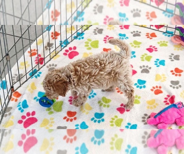 Medium Photo #5 Cavapoo (Miniature)-Poodle (Toy) Mix Puppy For Sale in ORO VALLEY, AZ, USA