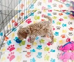 Small #4 Cavapoo (Miniature)-Poodle (Toy) Mix