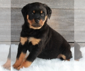 Rottweiler Puppy for sale in FREDERICKSBURG, OH, USA