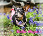 Small #24 Dachshund Mix