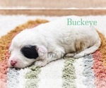 Puppy Buckeye Sheepadoodle