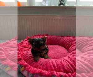 Yorkshire Terrier Puppy for sale in DORAL, FL, USA