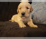 Small Photo #28 Golden Retriever Puppy For Sale in CLAREMORE, OK, USA