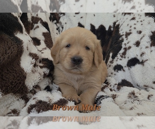 Medium Photo #3 Golden Retriever Puppy For Sale in CRAWFORDVILLE, FL, USA