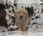 Small #2 Golden Retriever
